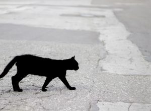 A black cat walking across a road.