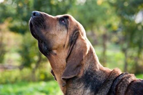 bloodhound sniffing the air outside