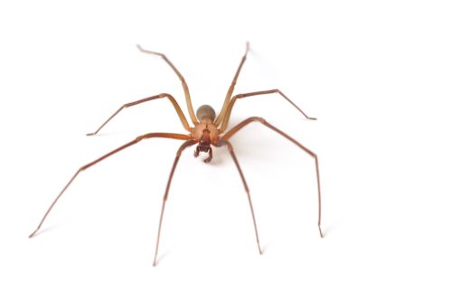 Horizontal image of a venomous brown recluse or fiddle back spider. The image was shot from slightly above the spider giving a clear image of the spider's markings. There is great detail in his eyes, fangs and head or cephalothorax.