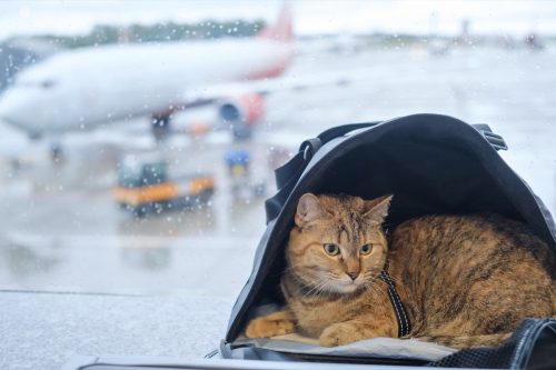 Cat sits in a carrier on a windowsill in an airport.
