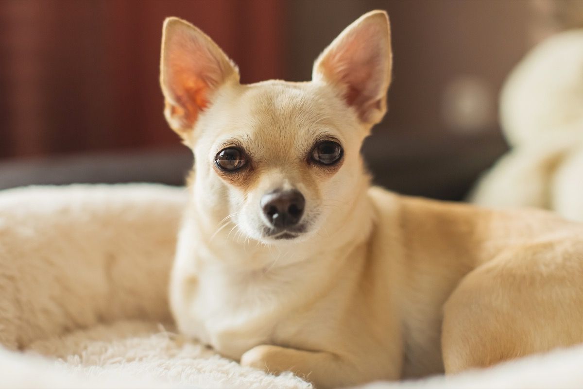 Light brown chihuahua lying on couch. Pet. Home comfort. Cozy