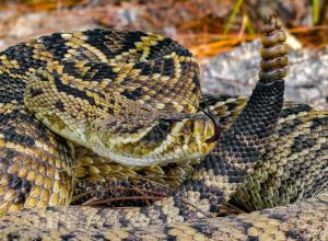 A closeup of a rattlesnake coiled on the ground