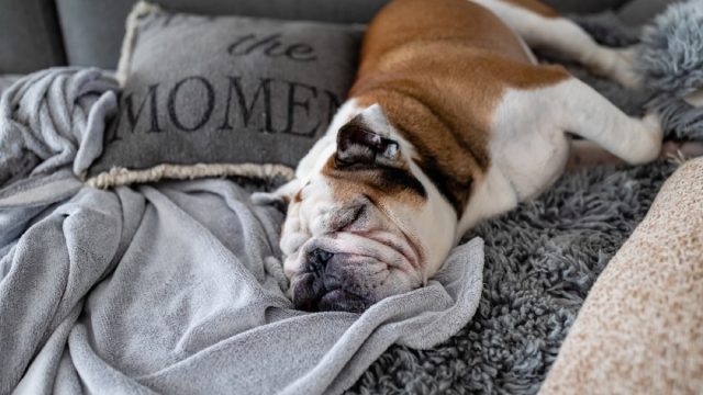 english bulldog sleeping on a blanket