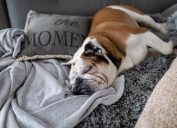english bulldog sleeping on a blanket