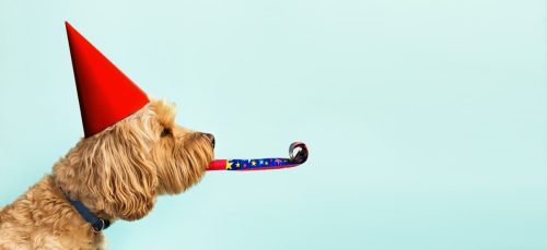 cute dog celebrating birthday with hat and party blower