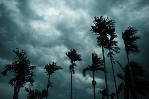 Thick dark black heavy storm clouds covered summer sunset sky horizon. Gale speed wind blowing over blurry coconut palm tree before Norwesters Kalbaishakhi Bordoisila thunderstorm torrential rain.