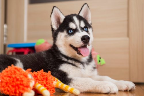 husky puppy with toys