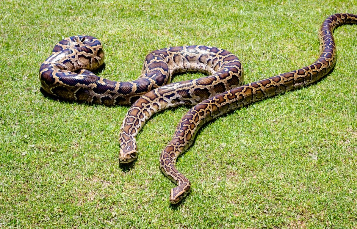 15-Foot Invasive Pythons Are Moving North From Florida — Best Life