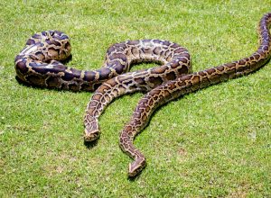 Burmese python background. Two pythons on grass