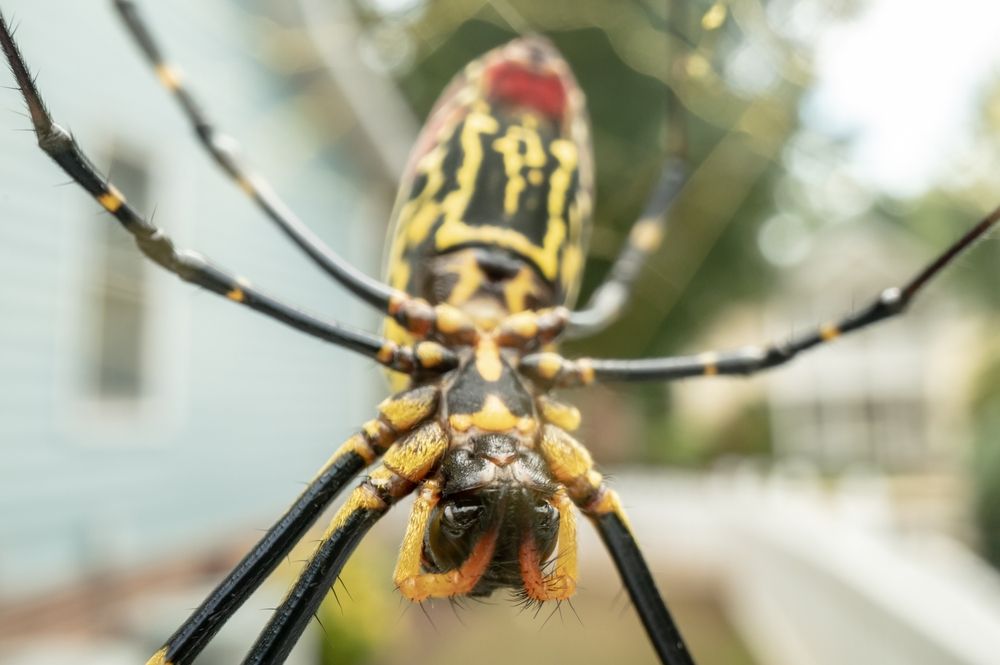 Invasive Jorō Spiders With 6-Foot Webs Are Multiplying — Best Life