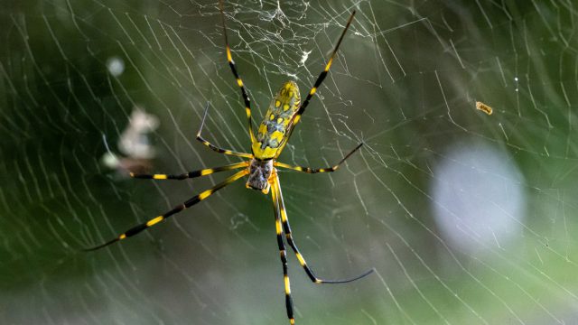 A close up of a joro spider in its web