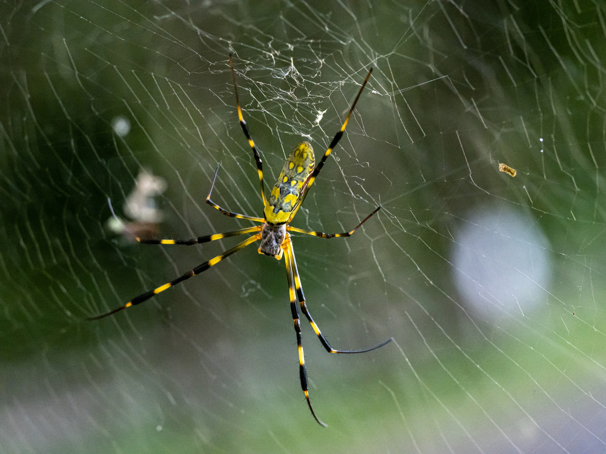 A close up of a joro spider in its web