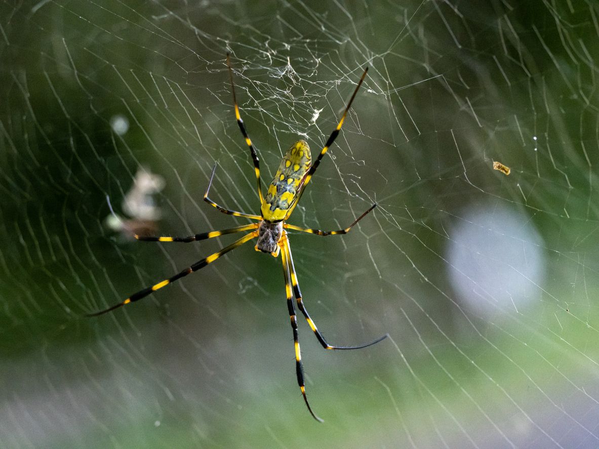 World's Strongest Spider Web: Invasive Joro Spider Facts