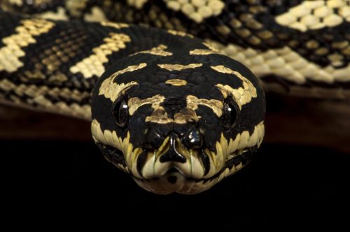 Frontal shot of an Australian Carpet or Diamond Python (Morelia spilota cheynei)