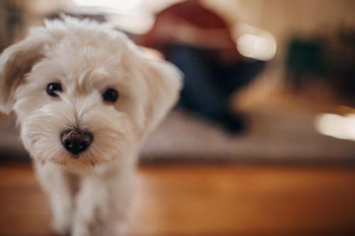 Portrait of a Maltese pet dog