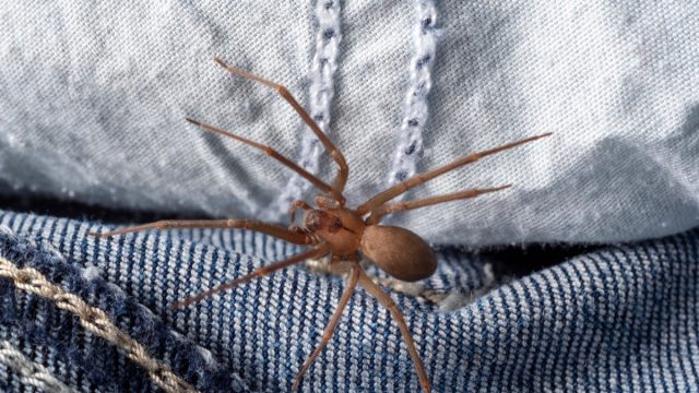 Horizontal image of a venomous brown recluse or fiddleback spider hiding inside a pair of denim jean pants.