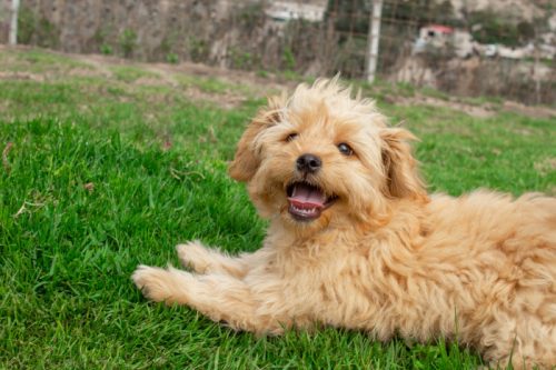 mini goldendoodle pupping sitting on the grass outside