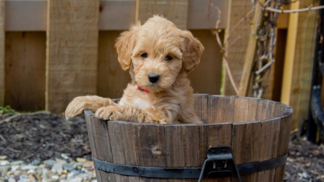 mini goldendoodle puppy sitting in a wood bucket