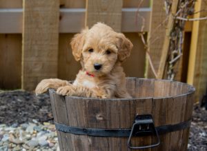 mini goldendoodle puppy sitting in a wood bucket