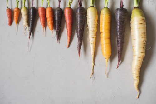 Multicolored home grown fresh organic carrots arranged in size on a light gray background