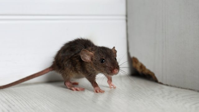 How to Rodent-Proof Your Home