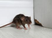 A small rat in the corner of a kitchen