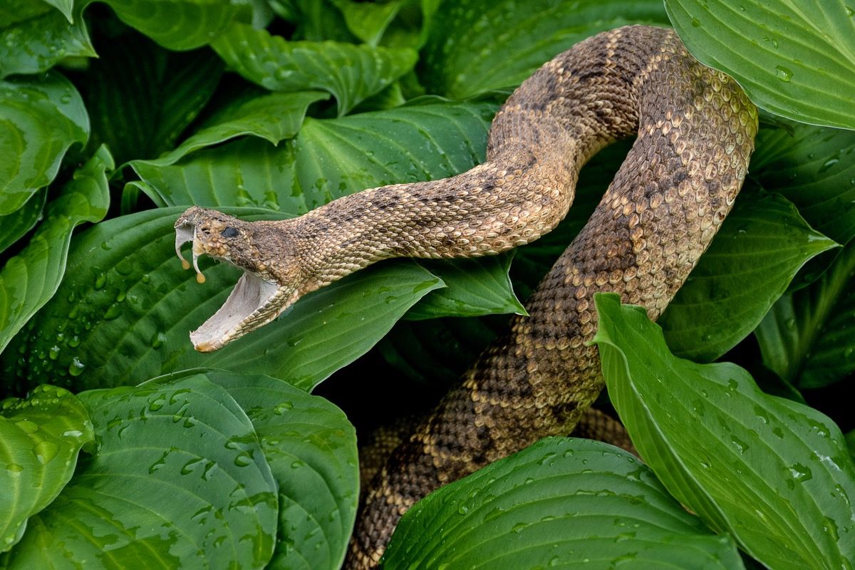 rattlesnake attack