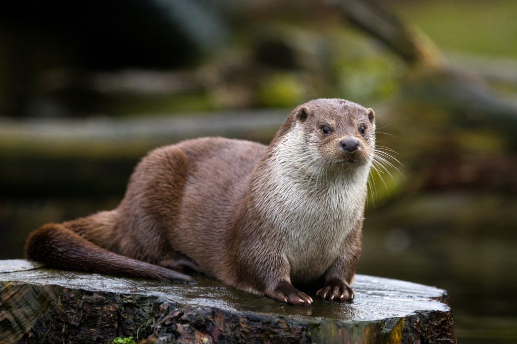 A river otter sitting on a rock