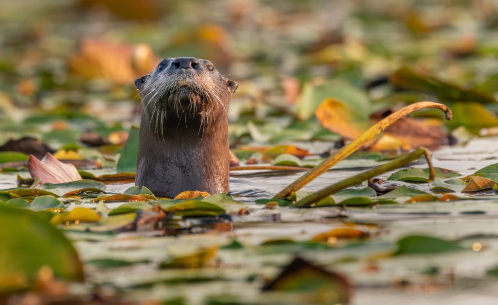 A river otter sticking its head above water surrounded by lilypads