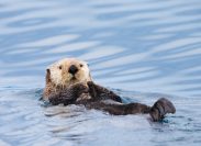 A sea otter floating on its back in the ocean