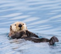 A sea otter floating on its back in the ocean