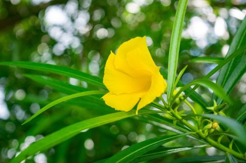 yellow oleander flower
