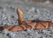 copperhead snake looking up