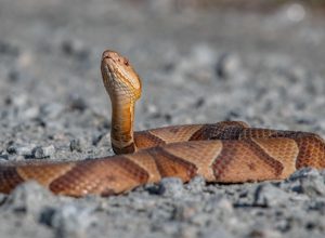 copperhead snake looking up