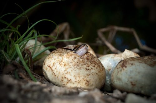 python hatching in everglades