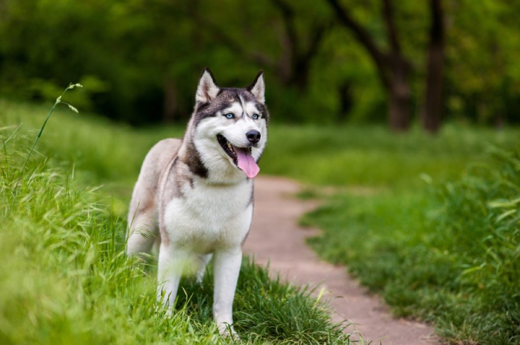 siberian husky