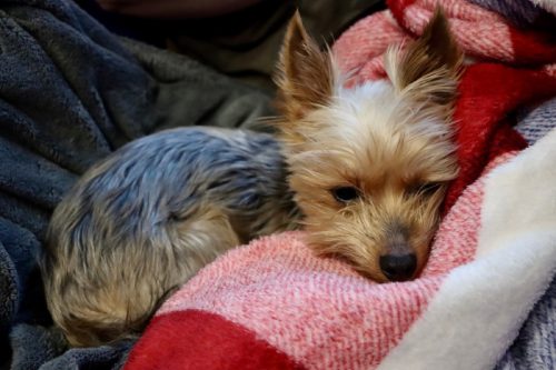 teacup yorkie resting on a red blanket