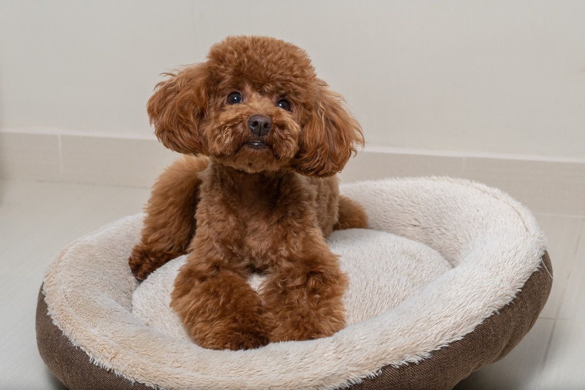 Brown toy poodle on his little bed in the living room