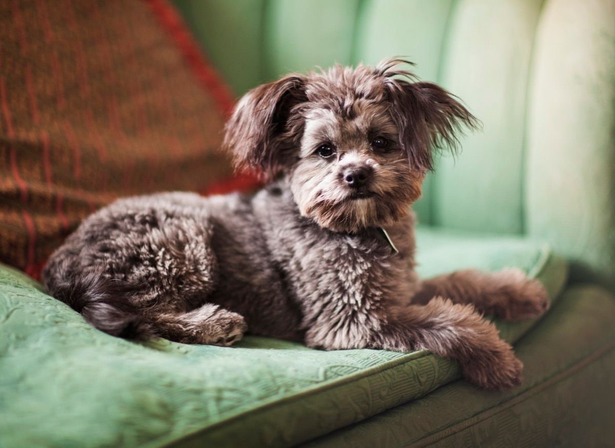 Cute little Yorkiepoo puppy (part yorkie, part poodle) - Non shedding and hypoallergenic."