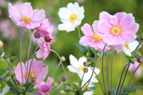 Photo showing pink and white Japanese anemone flowers (Latin name: Anemone hybrida 'Elegans'), showing the petals, stamen and pollen. The Japanese anemones are growing in a herbaceous border / flowerbed, in a shady part of the garden.