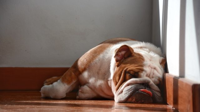 Bulldog Sleeping on Floor