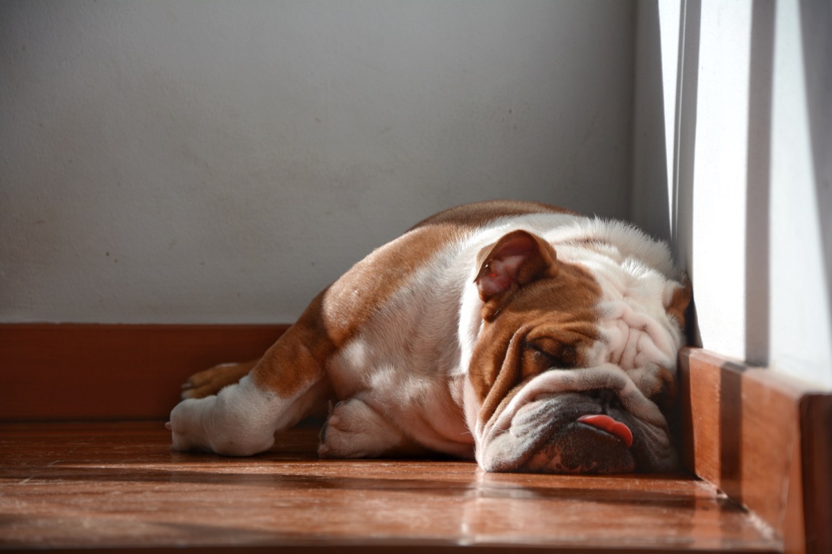 Bulldog Sleeping on Floor