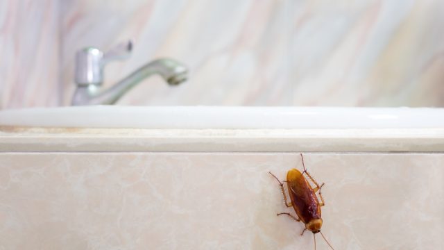 how to get rid of cockroaches - Cockroach on Bottom of SInk