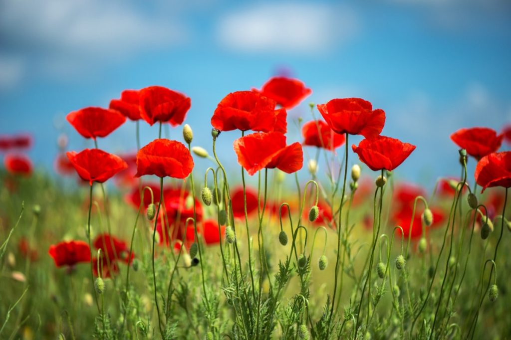 Coquelicot flowers