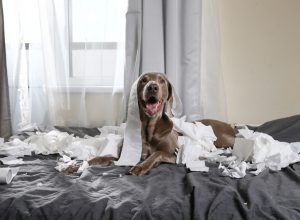 Dog Eating Roll of Toilet Paper