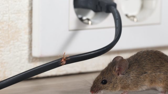 https://bestlifeonline.com/wp-content/uploads/sites/3/2023/10/Mouse-Chewing-on-WIre.jpg?quality=82&strip=1&resize=640%2C360