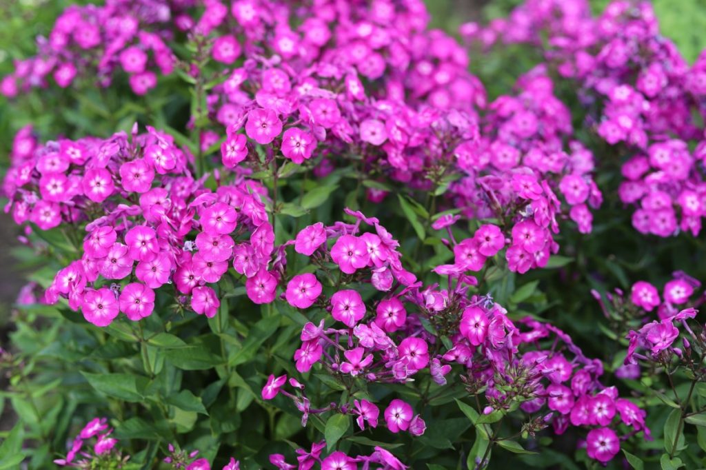 garden phlox