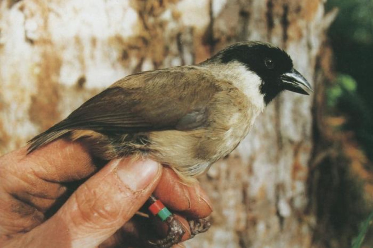 extinct po-ouli bird