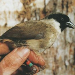 extinct po-ouli bird