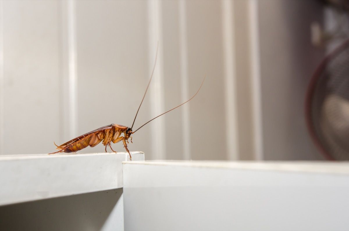 7 Sneaky Signs Roaches Are Hiding In Your Home Best Life   Roach On Counter Top 